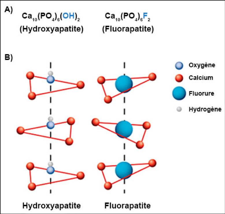 Schéma de la formation de cristaux de fluoroapatite